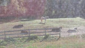 King standing watch while the group who went to camp sleep in the next morning